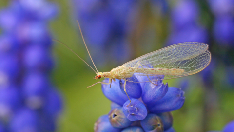 Common Green Lacewing The Wildlife Trusts