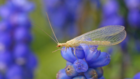 Common Green Lacewing The Wildlife Trusts Common Green Lacewing The Wildlife Trusts
