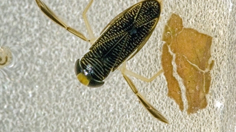 Lesser water boatman | The Wildlife Trusts Lesser water boatman | The Wildlife Trusts