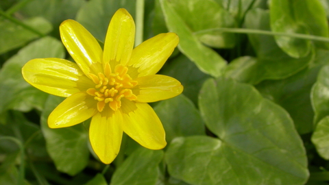 Lesser celandine | The Wildlife Trusts