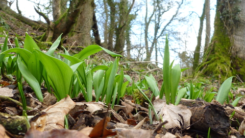 Wild Garlic The Wildlife Trusts