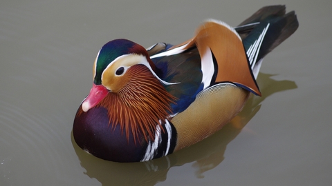 Mandarin Duck The Wildlife Trusts