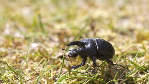 Minotaur Beetle