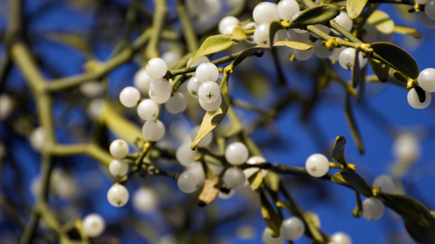 mistletoe the wildlife trusts