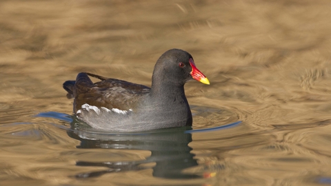 | The Wildlife Trusts