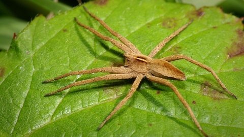 Nursery web spider The Wildlife Trusts