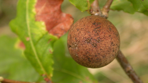 Oak Marble Gall Wasp The Wildlife Trusts