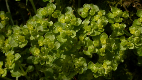 Opposite Leaved Golden Saxifrage The Wildlife Trusts