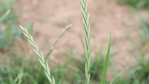 Perennial Rye Grass The Wildlife Trusts