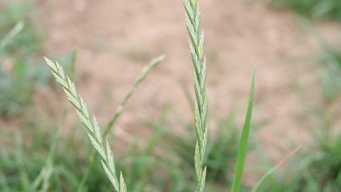 Perennial Rye-grass