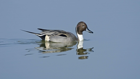 Pintail