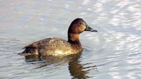 Pochard The Wildlife Trusts
