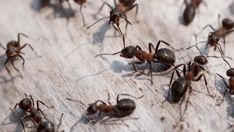 Southern Wood Ant The Wildlife Trusts
