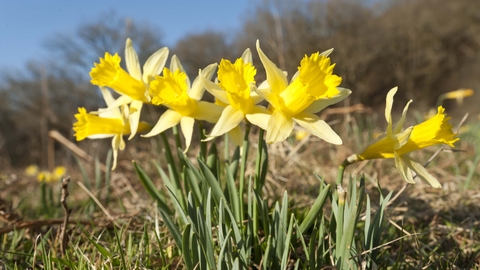 Wild Daffodil The Wildlife Trusts