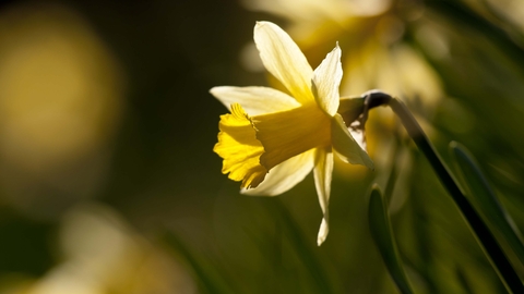 Wild daffodil | The Wildlife Trusts