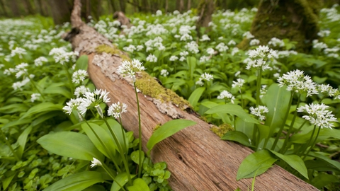Wild Garlic The Wildlife Trusts Wild Garlic The Wildlife Trusts