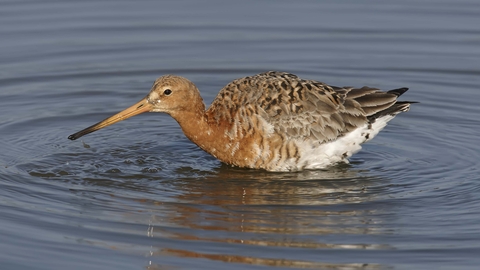 Black-tailed Godwit in summer plumage