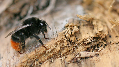 bumblebee | The Wildlife Trusts