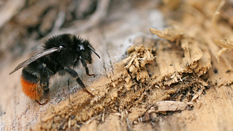 tildeling Enhed krysantemum Red-tailed bumblebee | The Wildlife Trusts