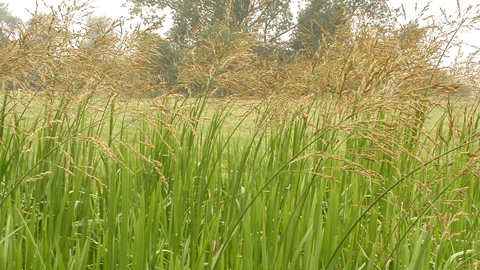 Reed sweet-grass  The Wildlife Trusts