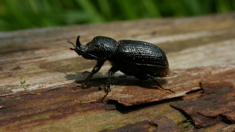 Rhinoceros Beetle The Wildlife Trusts Rhinoceros beetle chalcosoma caucasus, rhino beetle,unicorn beetle, horn beetle isolated. rhinoceros beetle the wildlife trusts
