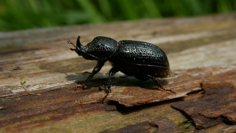 Rhinoceros Beetle