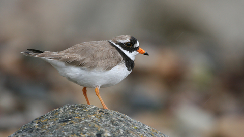 Ringed%20plover_Tom%20Marshall%20compressed.jpg