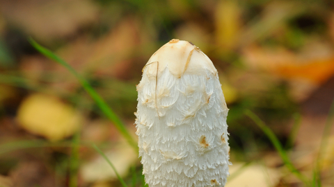 Shaggy Inkcap The Wildlife Trusts
