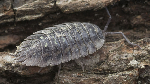 Shiny%20woodlouse%20%28c%29%20northeastwildlife%20RES.jpg