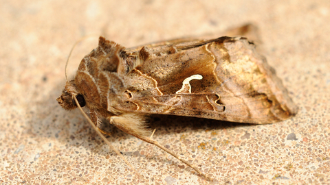 Types Of Moth House Uk