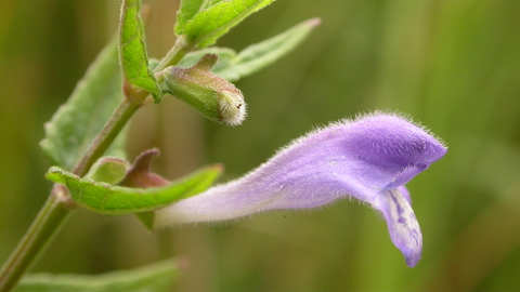 Skullcap The Wildlife Trusts