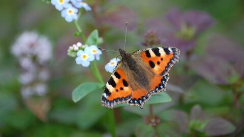 Small Tortoiseshell The Wildlife Trusts