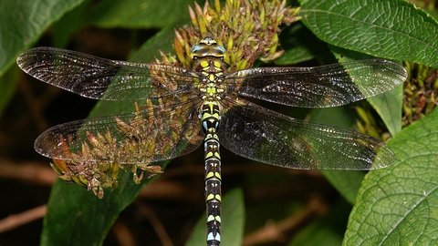 Southern Hawker