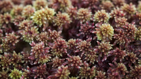 Welsh Sphagnum Moss