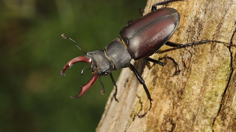 ผลà¸à¸²à¸£à¸„้นหารูปภาพสำหรับ Stag Beetle