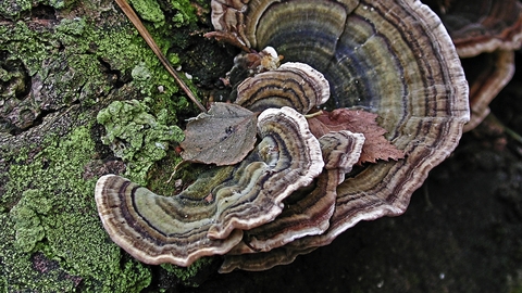 Turkeytail