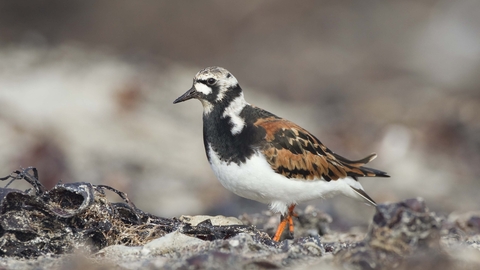 Turnstone