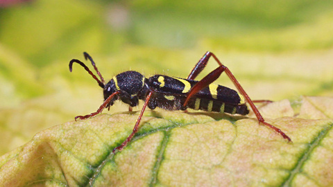 Wasp Beetle The Wildlife Trusts