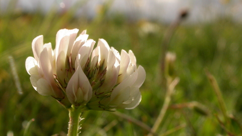 White clover deals flower