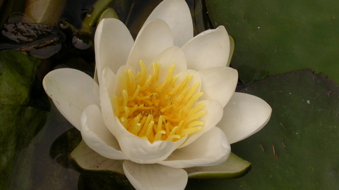 White cheap water lily
