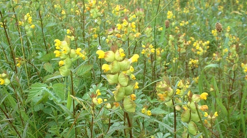 Yellow rattle outlet