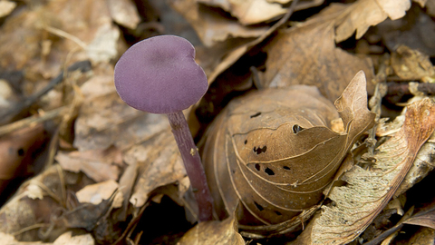 Amethyst Deceiver The Wildlife Trusts
