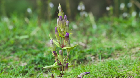 Autumn Gentian