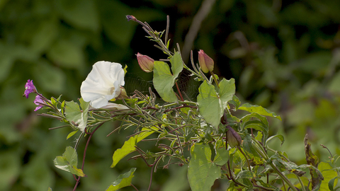 Hedge Bindweed