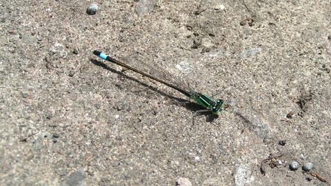 Blue-tailed Damselfly