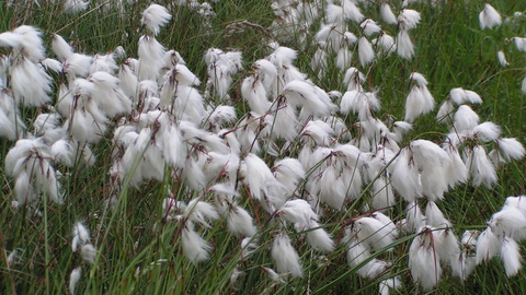 Cotton grass hot sale