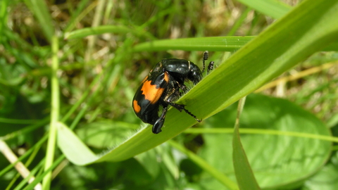 Common Sexton Beetle