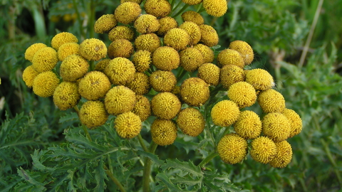 Tansy