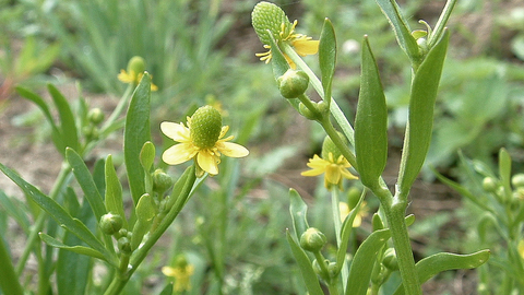 celery leaves in kannada