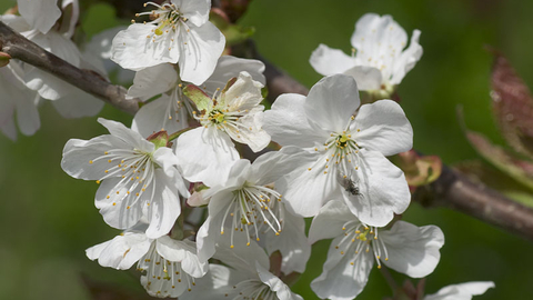 Wild Cherry The Wildlife Trusts Wild Cherry The Wildlife Trusts